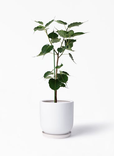 インドボダイジュ 観葉植物通販hitohana ひとはな インドボダイジュ 観葉植物通販hitohana ひとはな