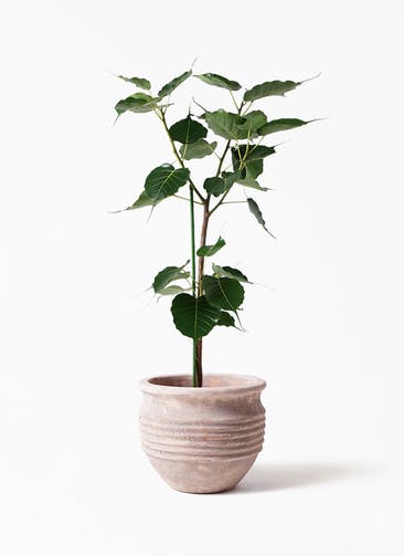 観葉植物 インドボダイジュ 8号 テラアストラ リゲル 赤茶色 付き