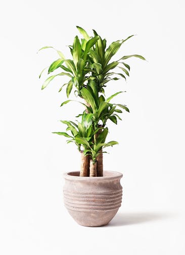 観葉植物 ドラセナ 幸福の木 8号 ノーマル テラアストラ リゲル 赤茶色 付き