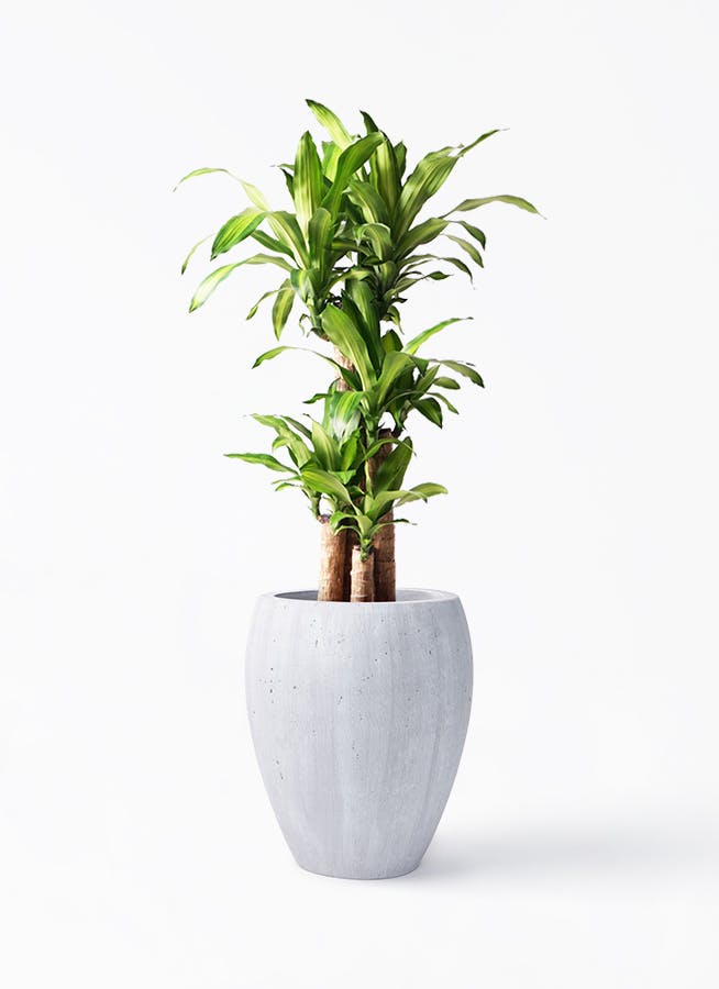 観葉植物 ドラセナ 幸福の木 8号 ノーマル コーテス ジャー ホワイト
