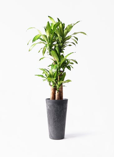 観葉植物 ドラセナ 幸福の木 8号 ノーマル アートストーン トールラウンド ブラック 付き