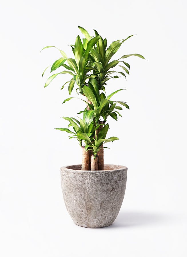 ドラセナ 幸福の木 8号 | 観葉植物 | インテリアやギフトに - Hitohana