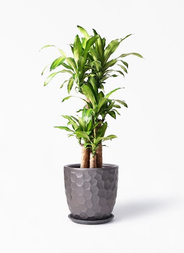 観葉植物 ドラセナ 幸福の木 8号 ノーマル サンタクルストール ブロンズ 付き
