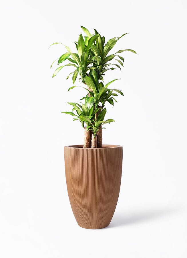 植木 ドラセナ（約2m50cm） - 千葉県のその他