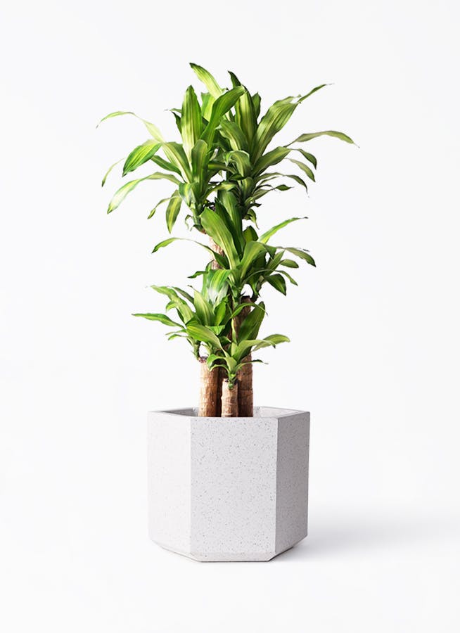 観葉植物 ドラセナ 幸福の木 8号 ノーマル コーテス ヘックス ホワイト 