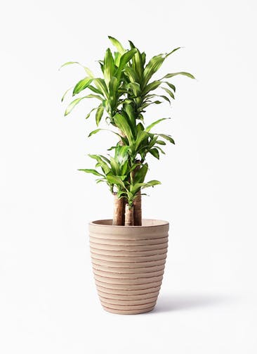 観葉植物 ドラセナ 幸福の木 8号 ノーマル ウィスク 975 付き
