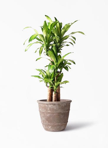 観葉植物 ドラセナ 幸福の木 8号 ノーマル テラアストラ シリウス 付き