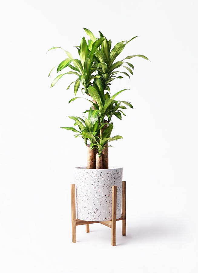 観葉植物 ドラセナ 幸福の木 8号 ノーマル ホルスト シリンダー スパークルホワイト ウッドポットスタンド 付き