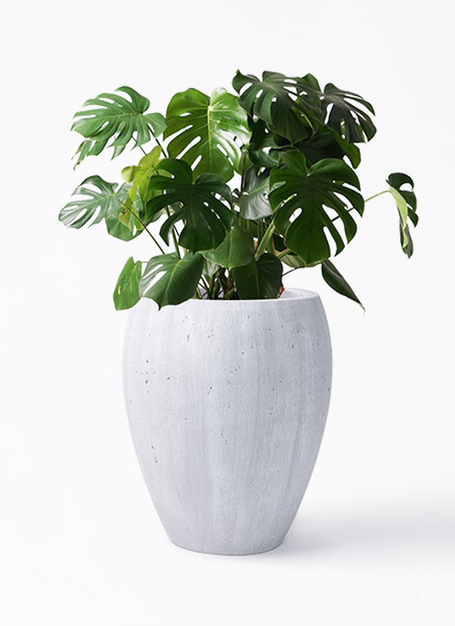 観葉植物 大きなモンステラ 120cm 8号の陶器の鉢と受け皿付き