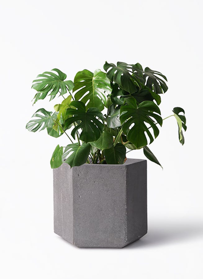 観葉植物 オリーブの木 8号 マンザニロ コーテス ヘックス 灰 付き