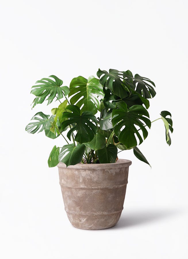 モンステラ 大型 | 観葉植物通販HitoHana(ひとはな)