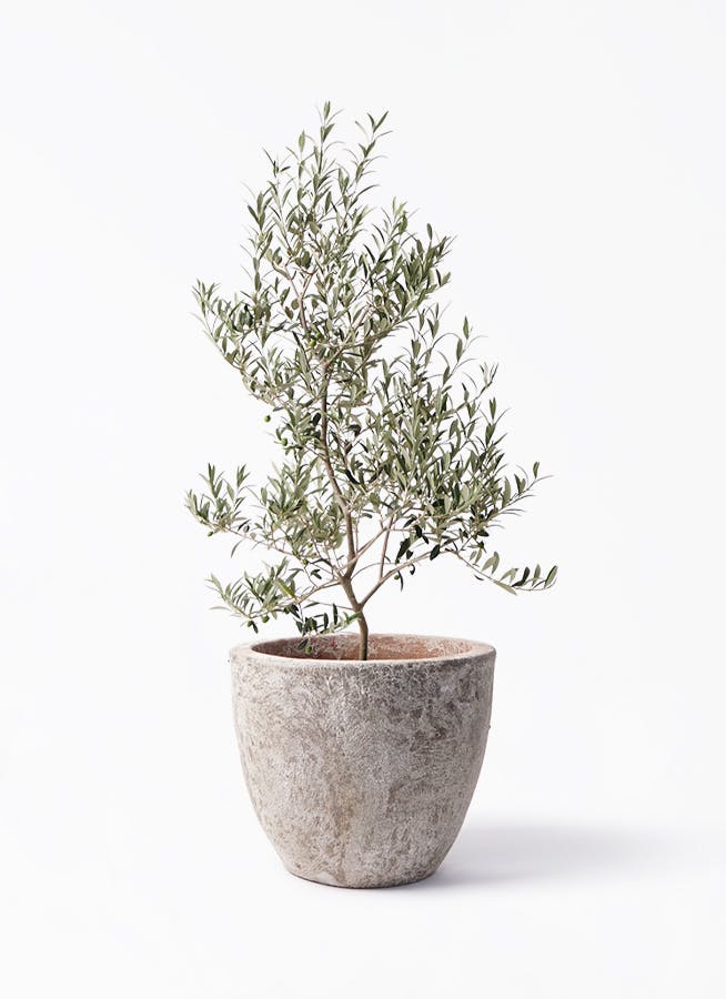 オリーブ　創樹　アルべキーナ　13 観葉植物 オリーブの木 8号 アルベキーナ アビスネブラ ラウンド 付き
