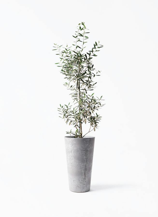 オリーブの木 8号 | 観葉植物 | 送料無料でお届け - Hitohana（ひとはな）