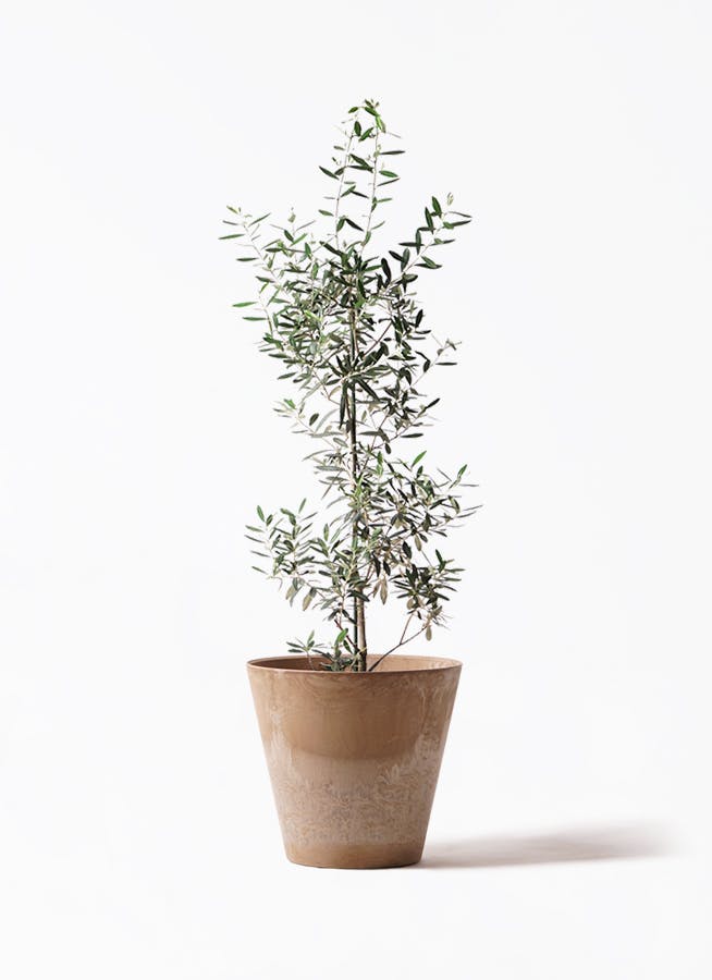 オリーブの木 8号 | 観葉植物 | 送料無料でお届け - Hitohana（ひとはな）