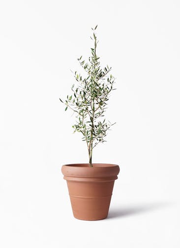 観葉植物 オリーブの木 8号 コロネイキ トスカーナ リムポット 付き