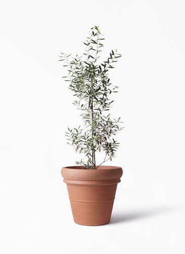 観葉植物 オリーブの木 8号 チプレッシーノ トスカーナ リムポット 付き