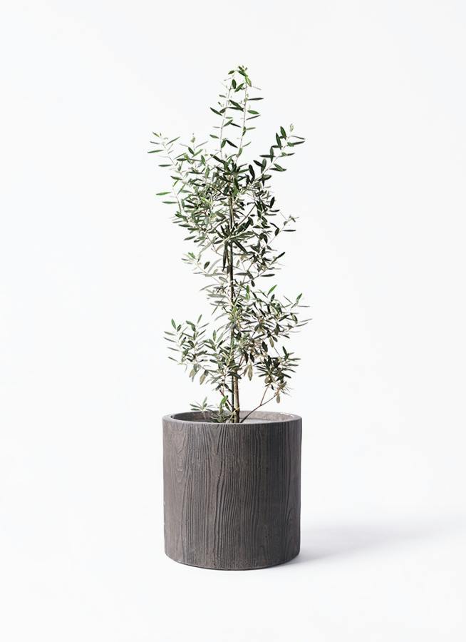 オリーブの木 8号 | 観葉植物 | 送料無料でお届け - Hitohana（ひとはな）