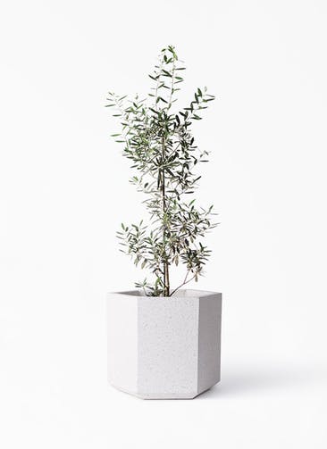 観葉植物 オリーブの木 8号 チプレッシーノ コーテス ヘックス ホワイトテラゾ 付き
