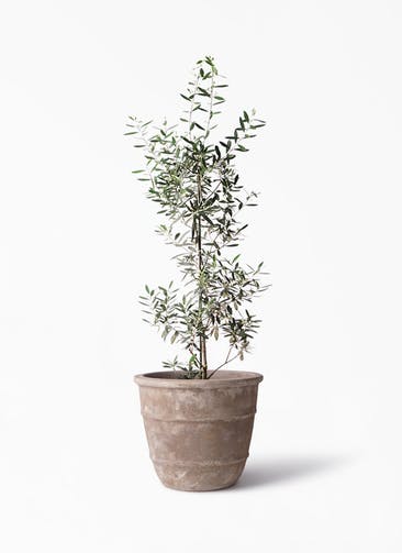 観葉植物 オリーブの木 8号 チプレッシーノ テラアストラ シリウス 付き