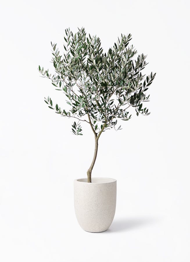 観葉植物 オリーブの木 8号 創樹 フォリオアルトエッグ クリーム 付き
