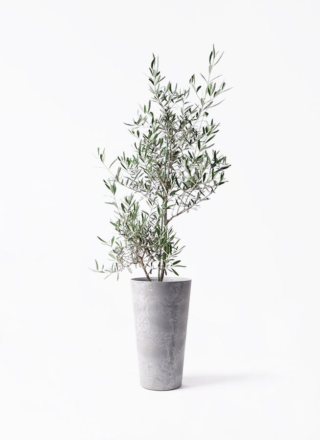 観葉植物 オリーブの木 8号 コラティーナ (コラチナ) アートストーン