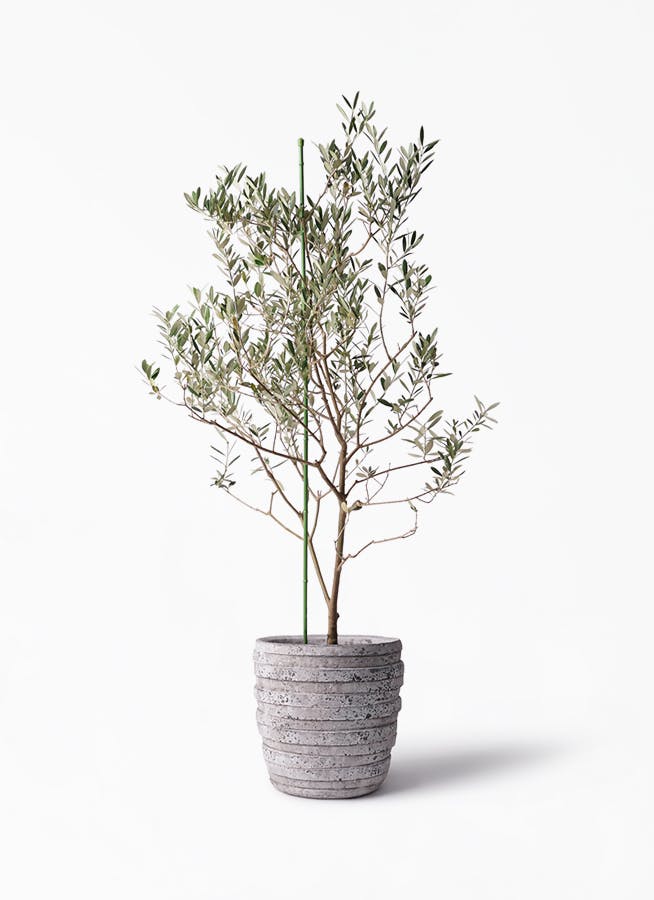 観葉植物 オリーブの木 8号 カリフォルニアクイーン 凛 りん ラージs 付き 観葉植物ならhitohana ひとはな 観葉植物 オリーブの木 8号 カリフォルニアクイーン 凛 りん ラージs 付き 観葉植物ならhitohana ひとはな