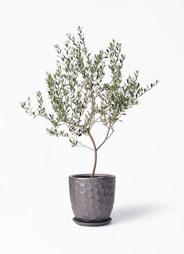 大型のオリーブの木を選ぶ 観葉植物通販hitohana ひとはな 大型のオリーブの木を選ぶ 観葉植物通販hitohana ひとはな