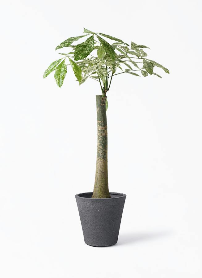 パキラ 朴 斑入り | 観葉植物の通販ならHitoHana（ひとはな）