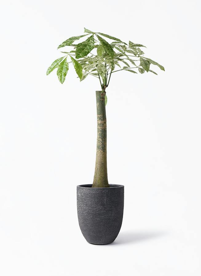 パキラ 朴 斑入り | 観葉植物の通販ならHitoHana（ひとはな）