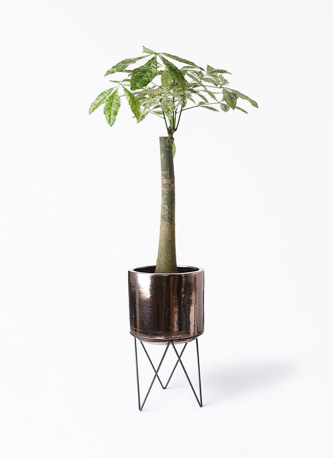 観葉植物 クルシア ロゼア プリンセス 8号 ビトロ エンデカ