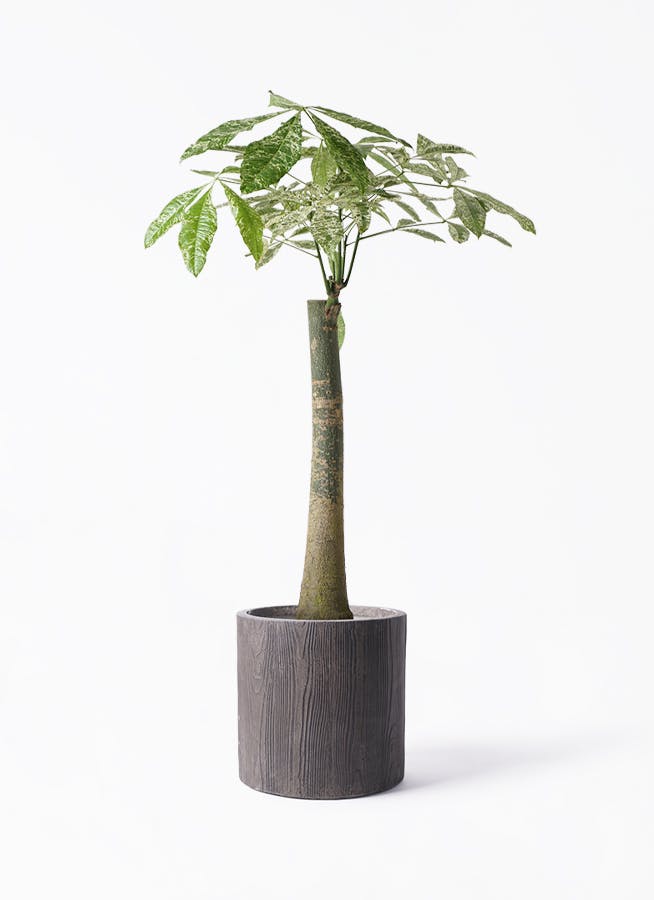 オリーブページ 観葉植物 オリーブの木 8号 ピクアル アルファ シリンダー