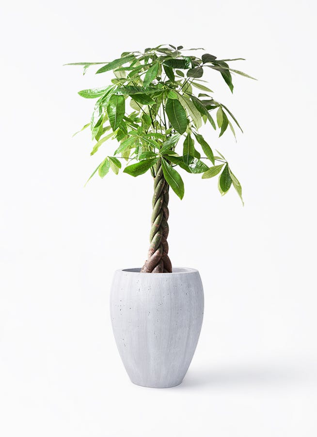 観葉植物 ドラセナ カンボジアーナ 8号 コーテス ジャー