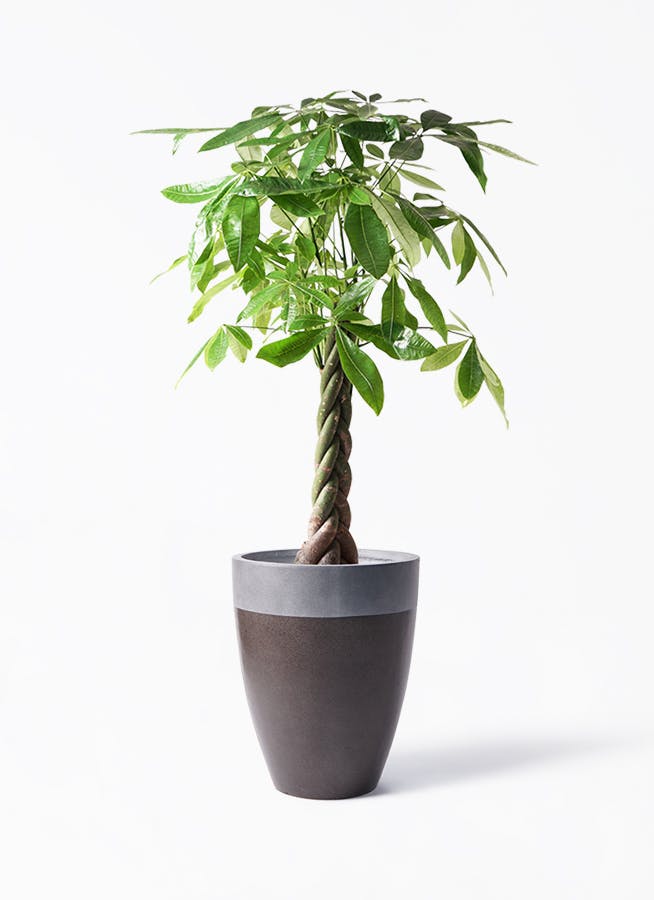 超希少な縁起物ハートパキラ⭐︎ 観葉植物 パキラ 8号 実生（みしょう） ファイバーストーン
