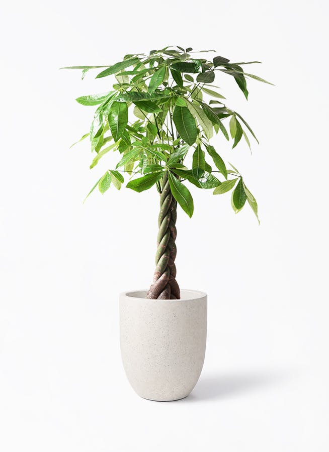 パキラ 8号 | 観葉植物の通販ならHitoHana（ひとはな）