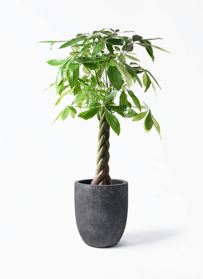 パキラ 8号 | 観葉植物の通販ならHitoHana（ひとはな）