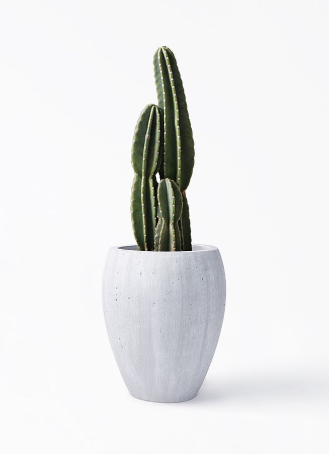 柱サボテン | 観葉植物の通販ならHitoHana（ひとはな）