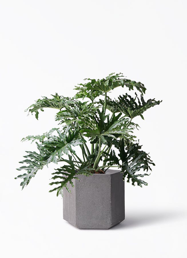 セローム ヒトデカズラ 大型 | 観葉植物通販HitoHana(ひとはな)