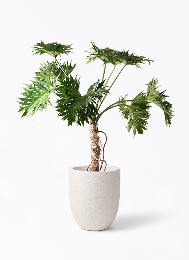 フィロデンドロン 8号 | 観葉植物通販HitoHana(ひとはな)