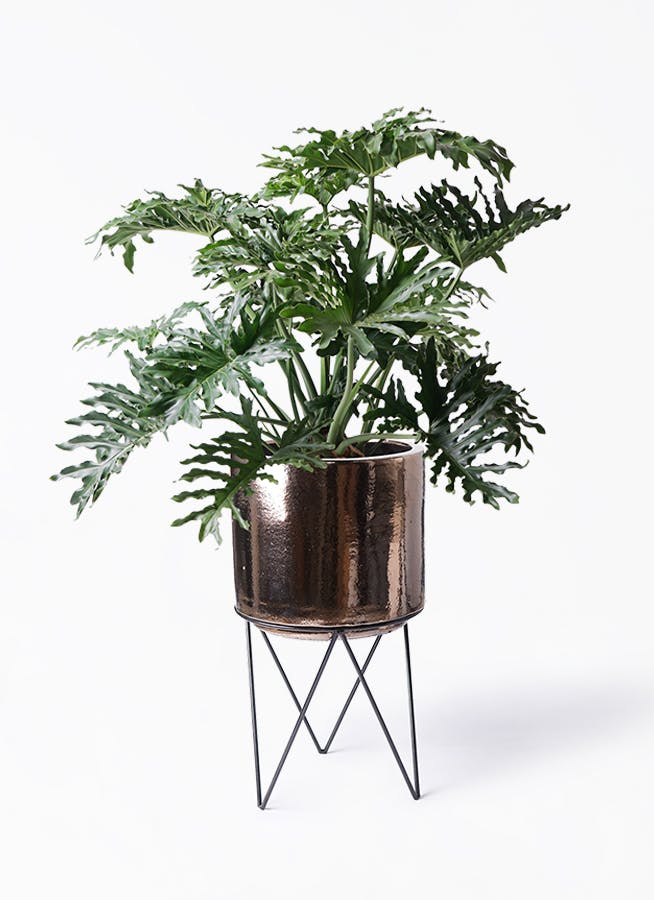 フィロデンドロン 8号 | 観葉植物通販HitoHana(ひとはな)