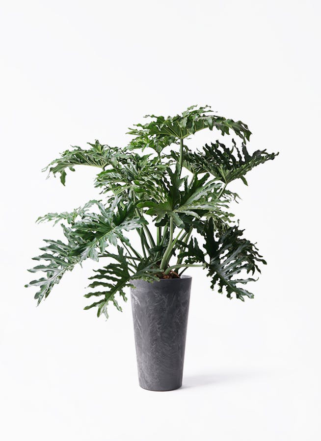 フィロデンドロン セローム ヒトデカズラ | HitoHana（ひとはな）