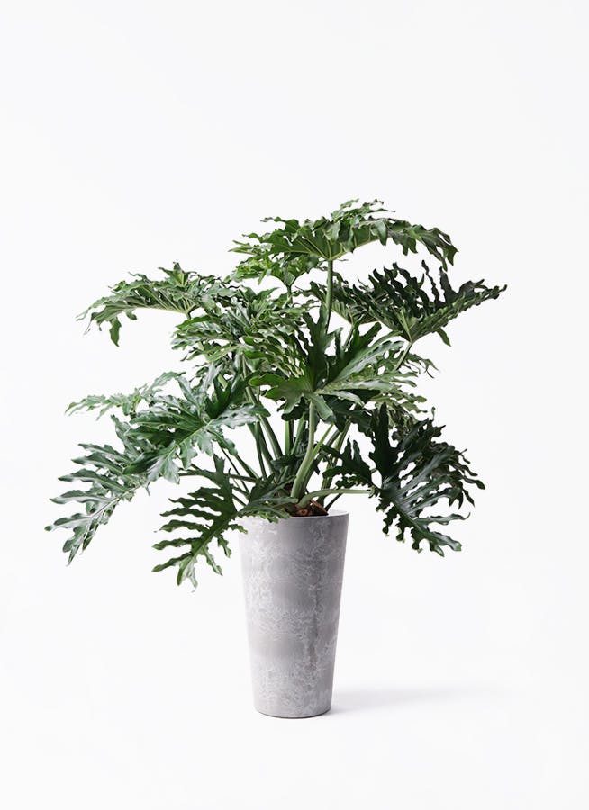 フィロデンドロン セローム ヒトデカズラ | HitoHana（ひとはな）