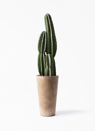 柱サボテン 観葉植物通販hitohana ひとはな 柱サボテン 観葉植物通販hitohana ひとはな