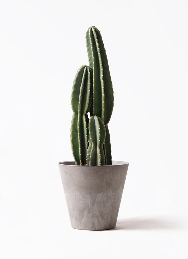 柱サボテン | 観葉植物の通販ならHitoHana（ひとはな）