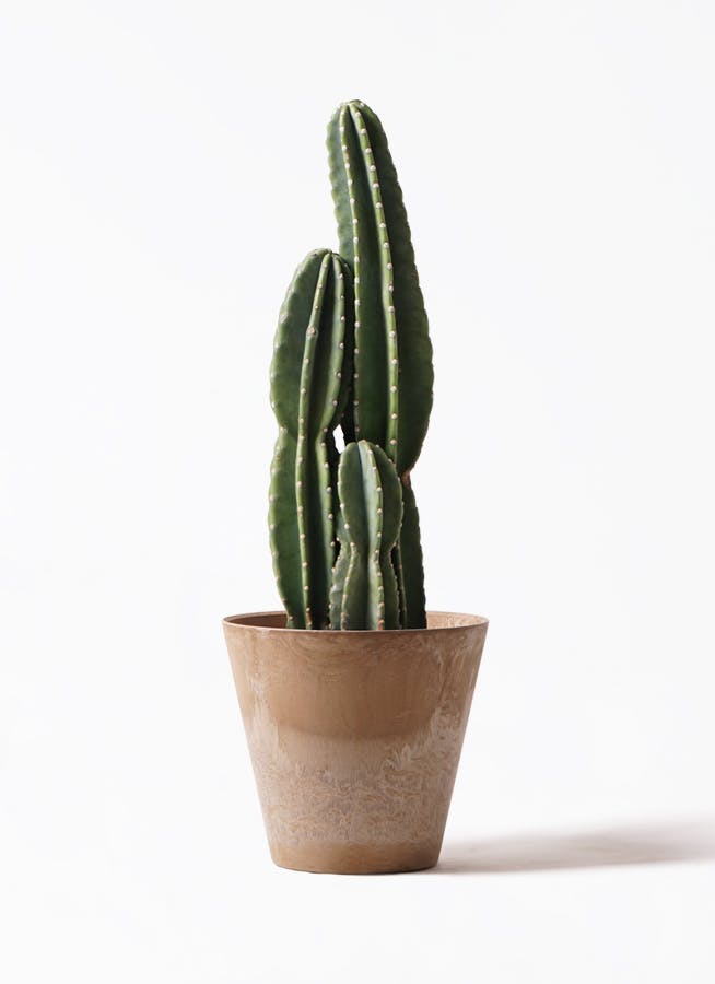 柱サボテン | 観葉植物の通販ならHitoHana（ひとはな）