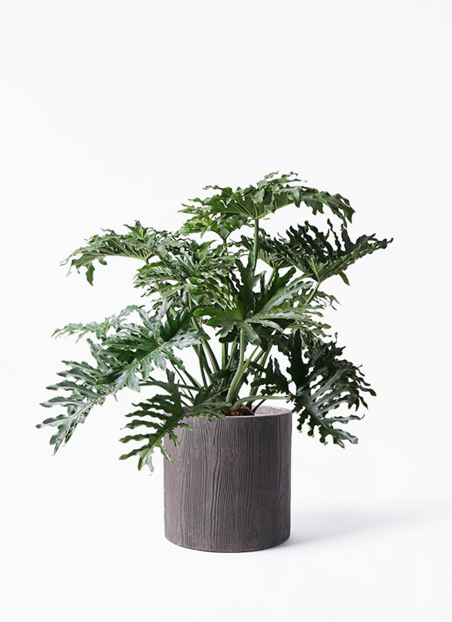 セローム ヒトデカズラ 大型 | 観葉植物通販HitoHana(ひとはな)