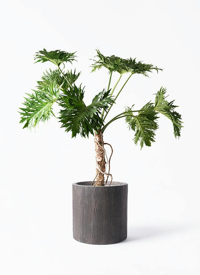 フィロデンドロン 8号 | 観葉植物通販HitoHana(ひとはな)
