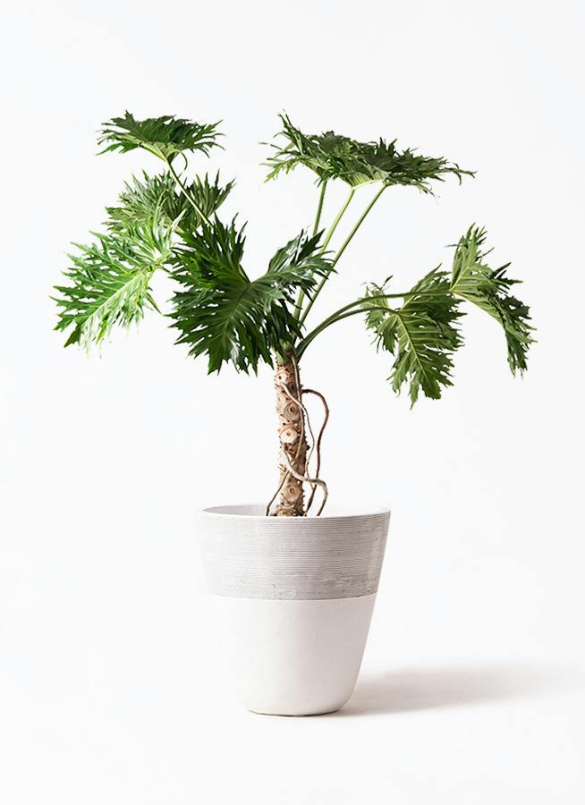 観葉植物 フィロデンドロン 8号 セローム ヒトデカズラ 根あがり