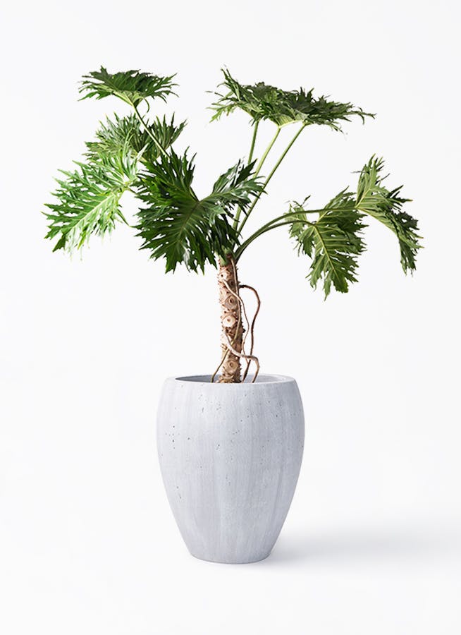 セローム ヒトデカズラ 大型 | 観葉植物通販HitoHana(ひとはな)