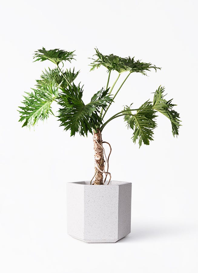 フィロデンドロン 8号 | 観葉植物通販HitoHana(ひとはな)