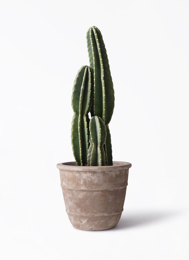 サボテン様 柱サボテン 8号 | 観葉植物通販HitoHana(ひとはな)